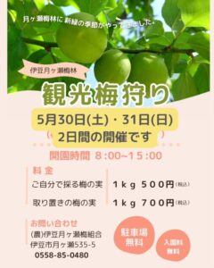 【伊豆市】令和8年「伊豆月ヶ瀬梅林観光梅狩り」開催！