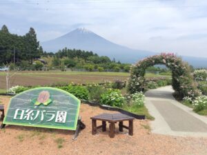 【富士宮市】白糸自然公園　バラが咲き始めています！