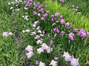 【森町】小國神社「一宮花しょうぶ園」開園します！