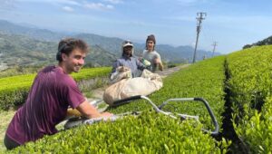 【藤枝市】人と農・自然をつなぐ会　２０２6年新茶販売しています！