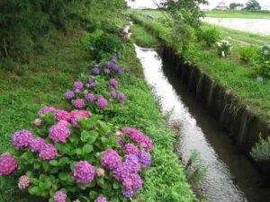 【湖西市】アジサイ順次開花!~アジサイロード新所地区~