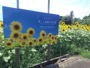 【富士市】岩本山とかりがね堤のひまわり畑