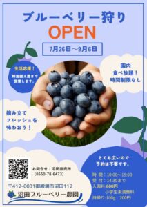 【御殿場市】沼田ブルーベリー農園　ブルーベリー狩りが始まりました！