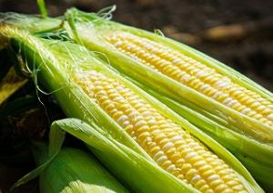 【三島市】旬の箱根西麓三島野菜を堪能!THE夏の馬鈴薯ととうもろこしweek!