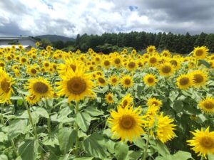 【富士宮市】白糸自然公園　満開のひまわり