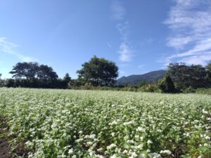 【富士市】岩本山とかりがね堤 そばの花が咲き始めています!